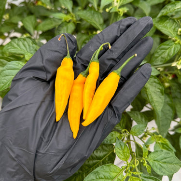 Lemon Drop Pepper Seeds - The Pepper Pantry (Formerly Marie Sharp's)